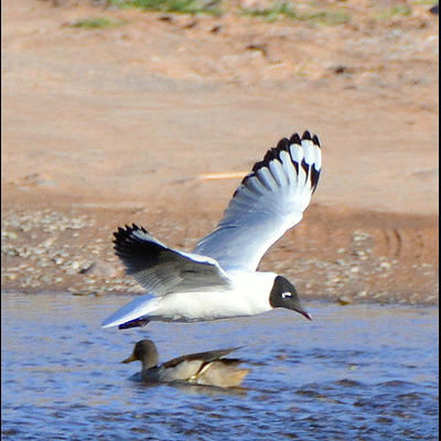 Franklin's Gull